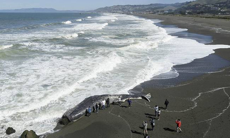 Τεραστίων διαστάσεων φάλαινα ξεβράστηκε σε παραλία στην Καλιφόρνια